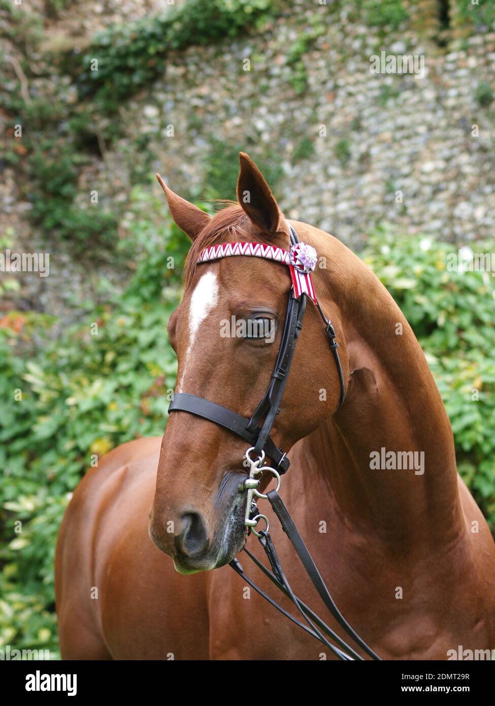 Une photo à la tête d'un ancien cheval de course dans un spectacle bride Banque D'Images