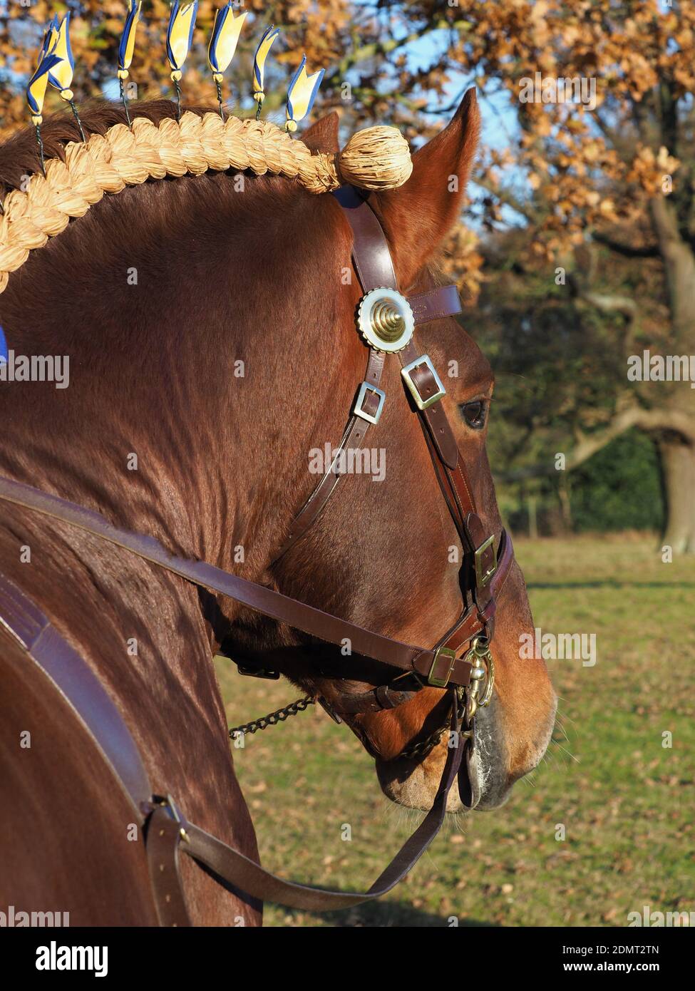 Un cliché de tête d'une race rare de l'étalon de poinçon de Suffolk en tresse et bride traditionnelles. Banque D'Images