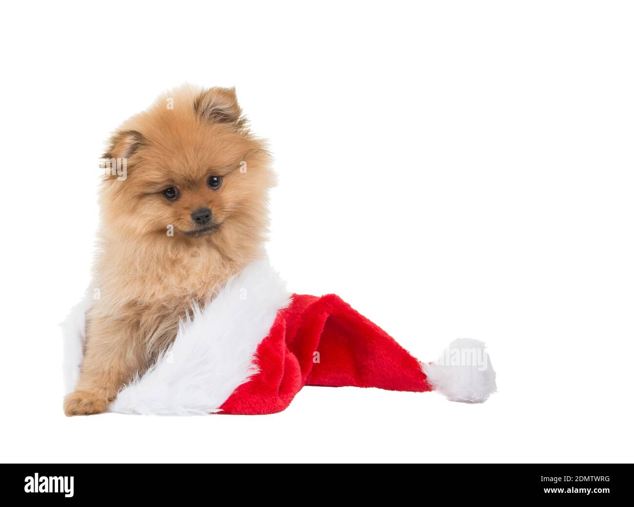 Pomeranian dog hat Banque d'images détourées - Alamy