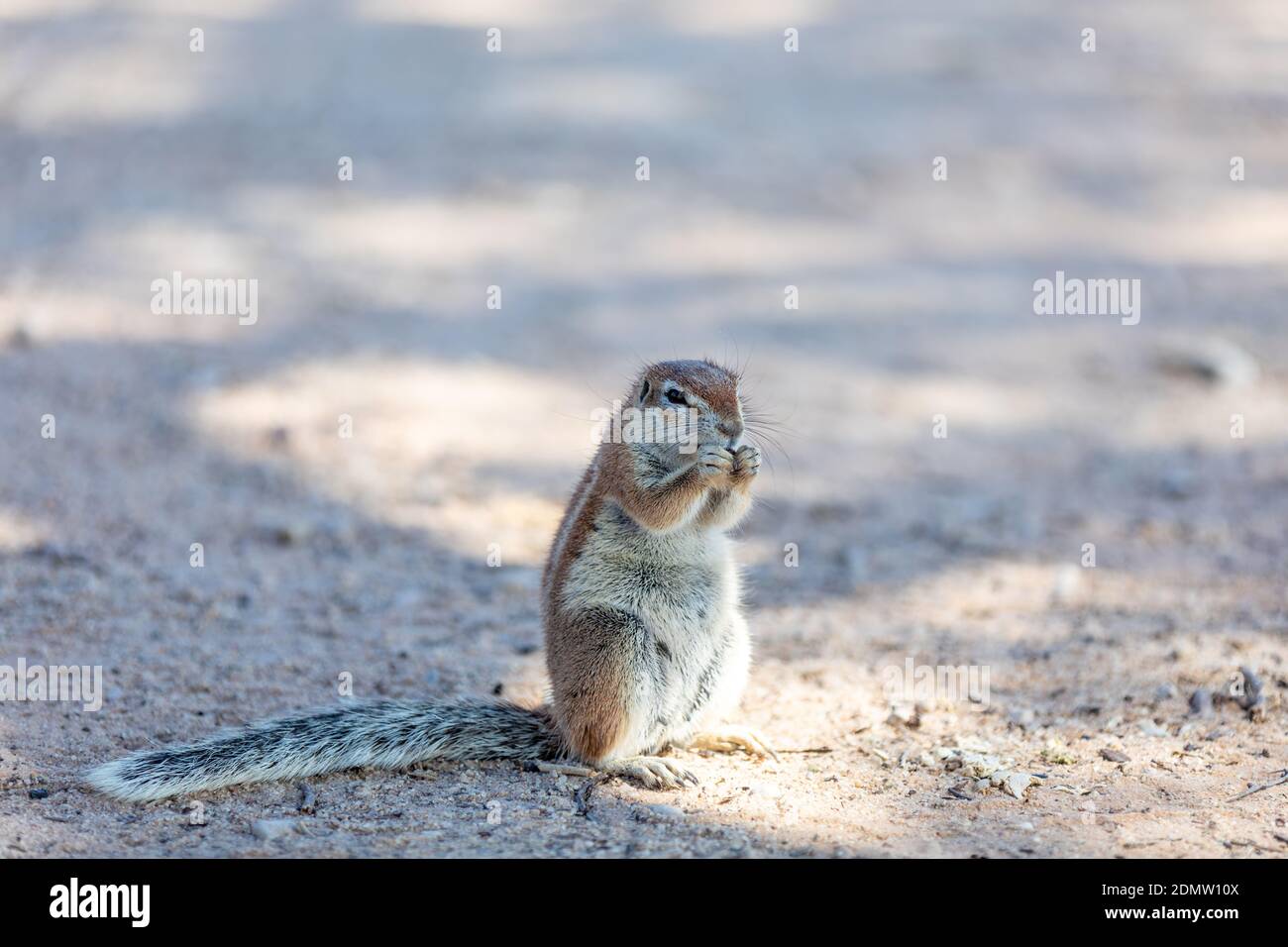 Écureuil rayé du cap sud-africain, Xerus erythropus, dans le désert Kalahari, faune safari de l'Afrique du Sud Banque D'Images