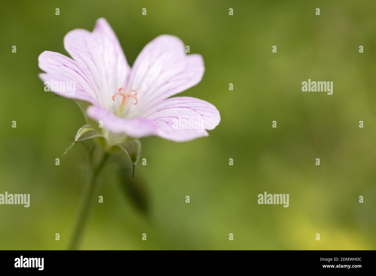 Herb Robert, Geranium rose, plante de jardin Banque D'Images