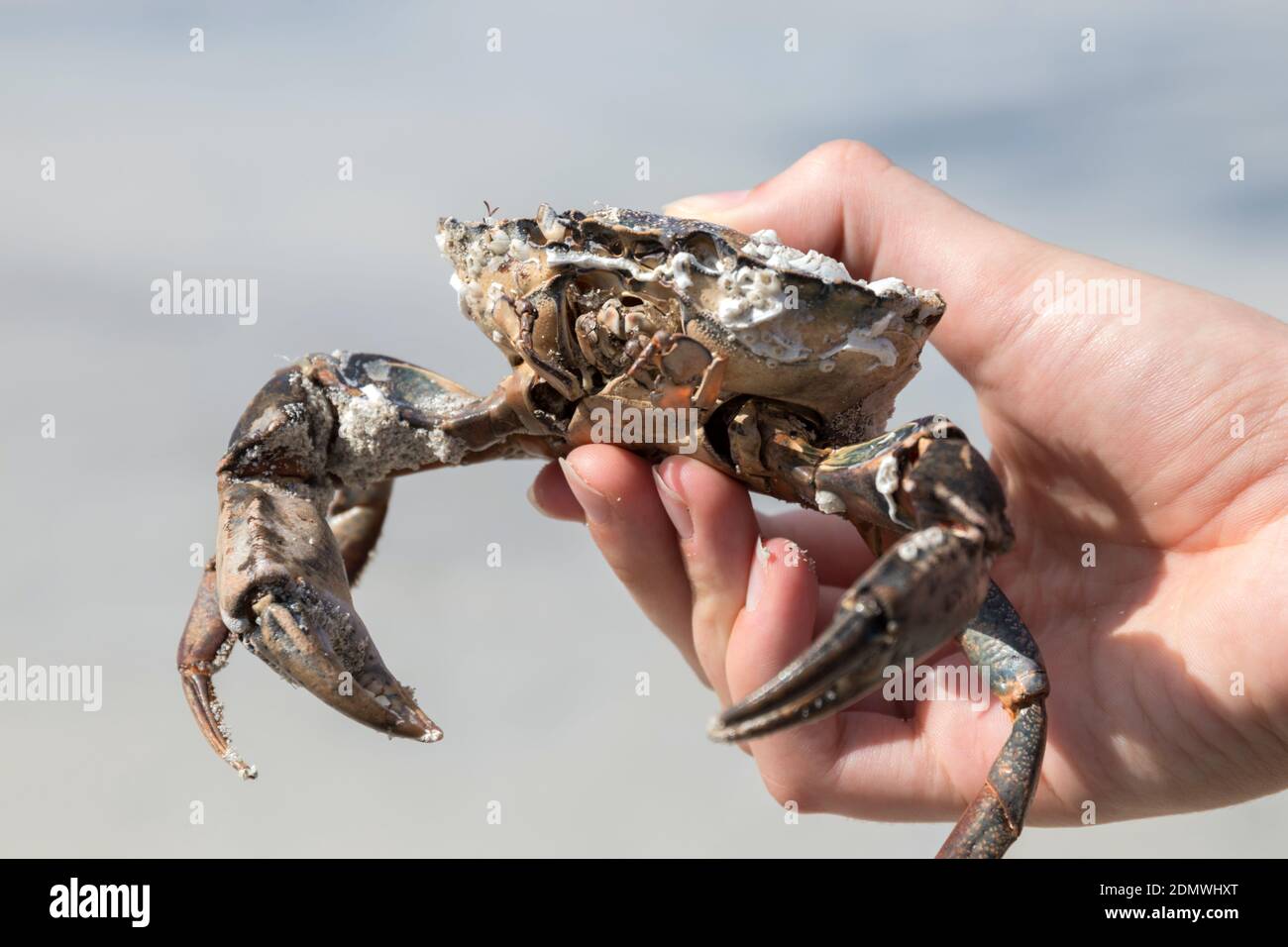 Tenir un crabe commun à la main Banque D'Images