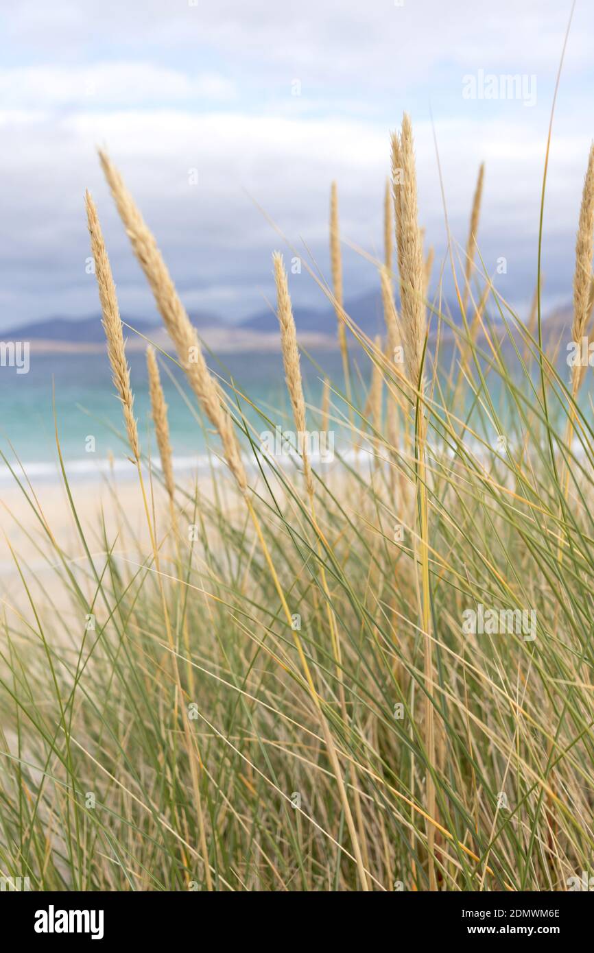 Marais Grass dans les dunes de LUSKENTIRE, Harris, Écosse Banque D'Images