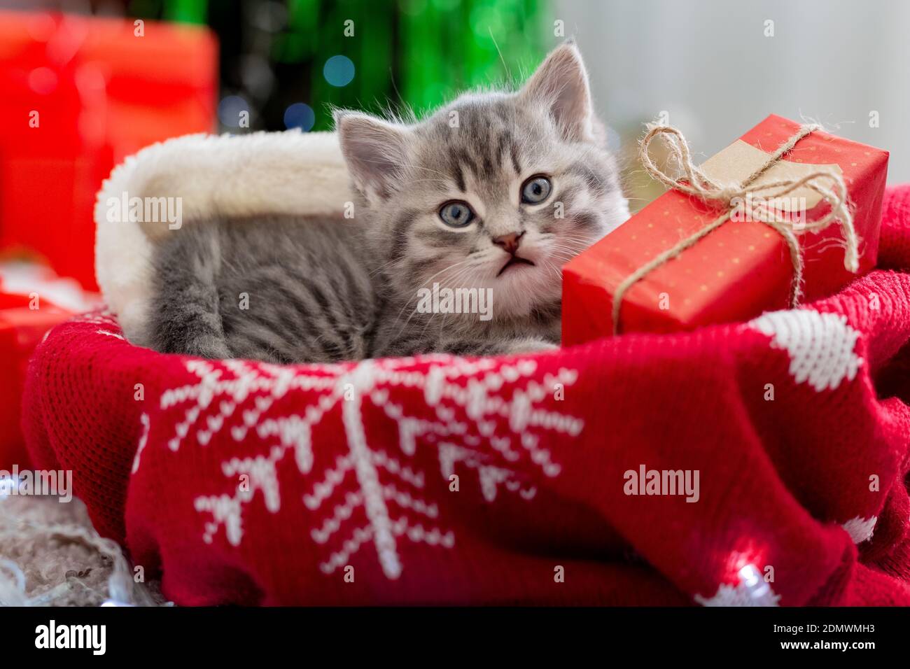 Le chat de Noël est accompagné d'un cadeau sous l'arbre du nouvel an. Chaton animal avec boîte cadeau pour Noël sur un pull de noël laid dans l'intérieur de la maison Banque D'Images