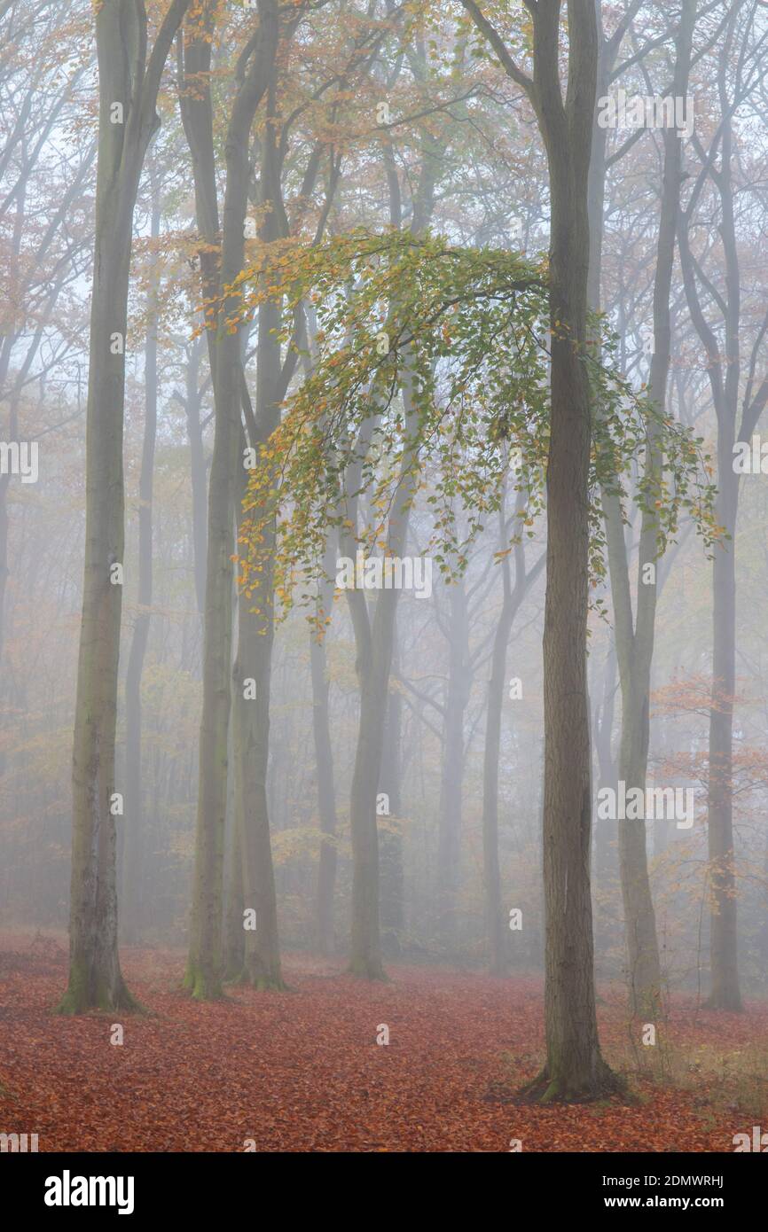 Réserve Naturelle De Cambridge Beechwoods, Cambridgeshire, Royaume-Uni Banque D'Images