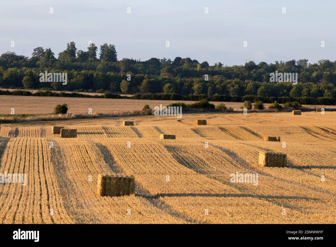 Balles de foin, Stapleford, Cambridge, Cambridgeshire, Royaume-Uni Banque D'Images