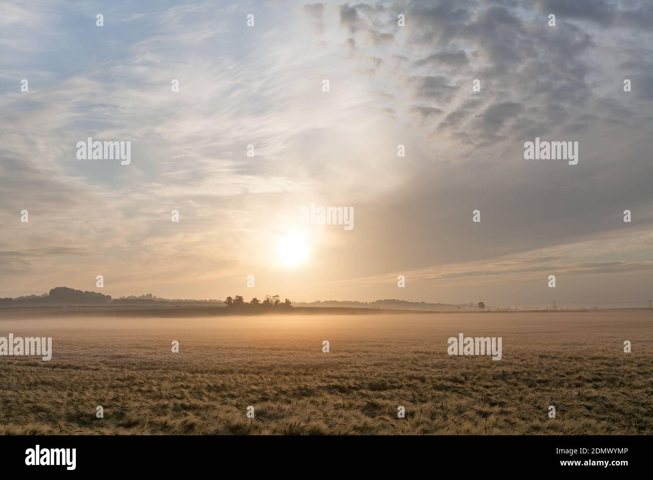 Lever de soleil sur les champs d'orge, Stapleford, Cambridgeshire, Royaume-Uni Banque D'Images