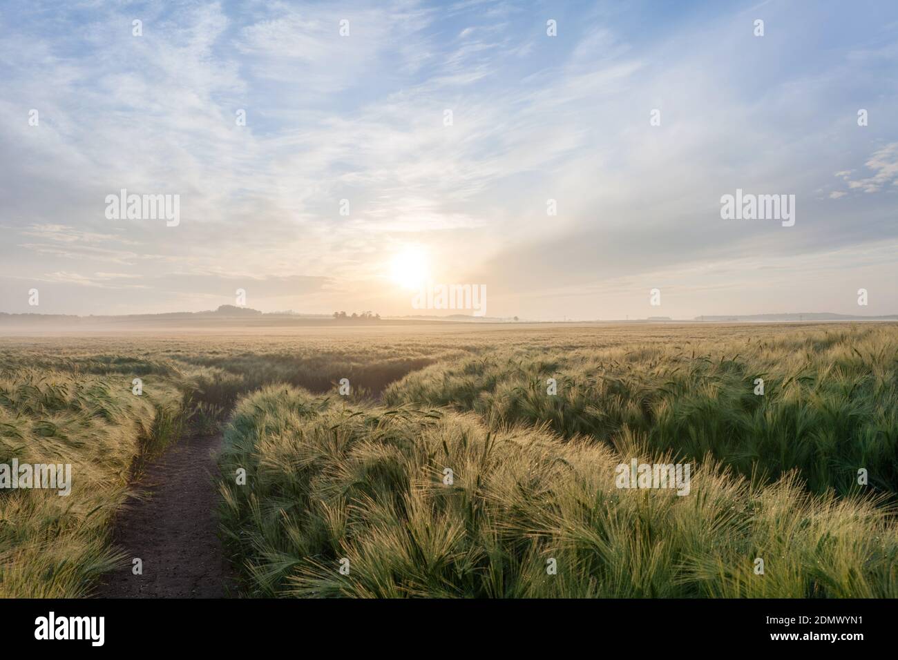 Lever de soleil sur les champs d'orge, Stapleford, Cambridgeshire, Royaume-Uni Banque D'Images