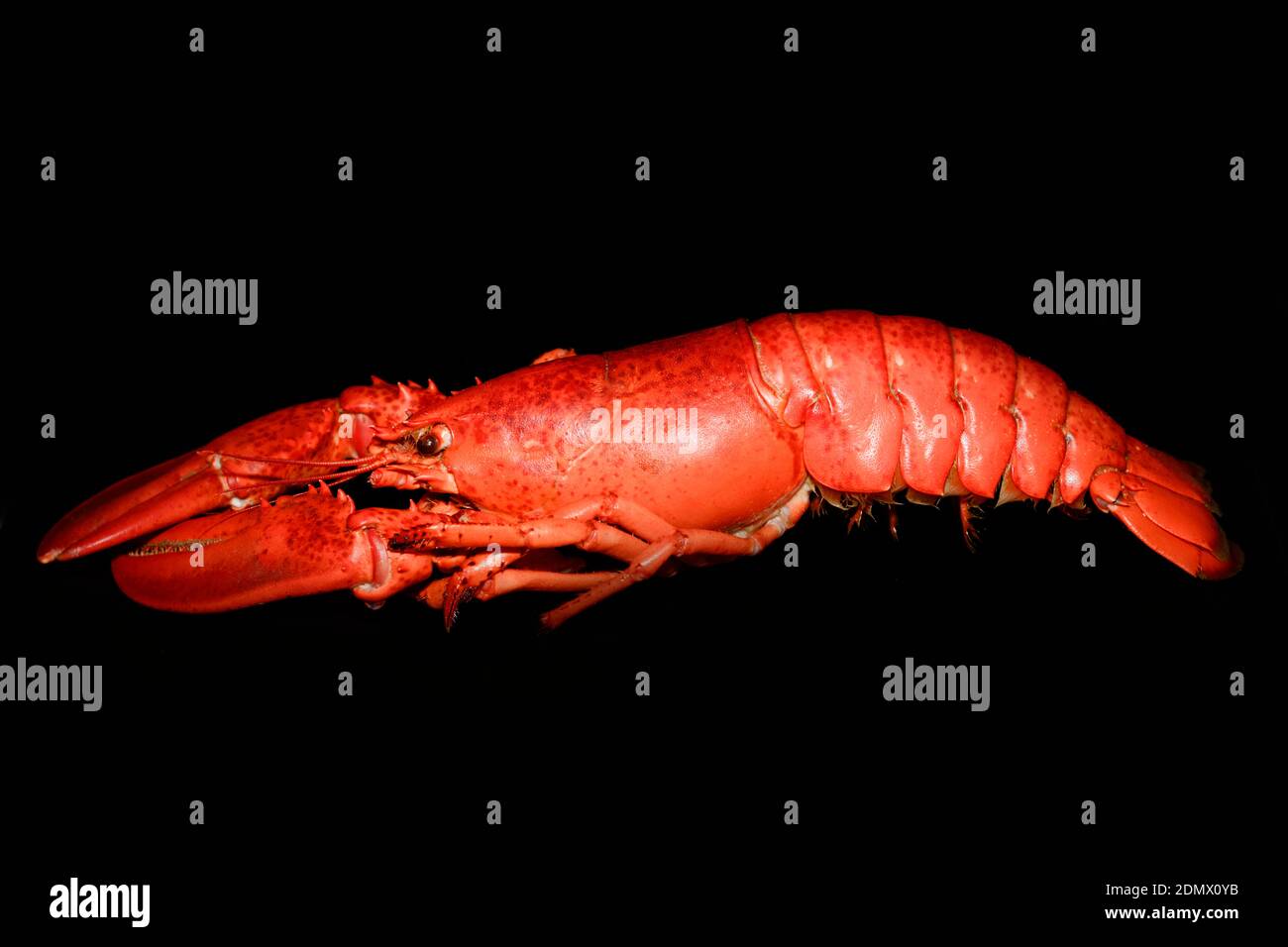 homarus cuit, Homarus americanus Banque D'Images