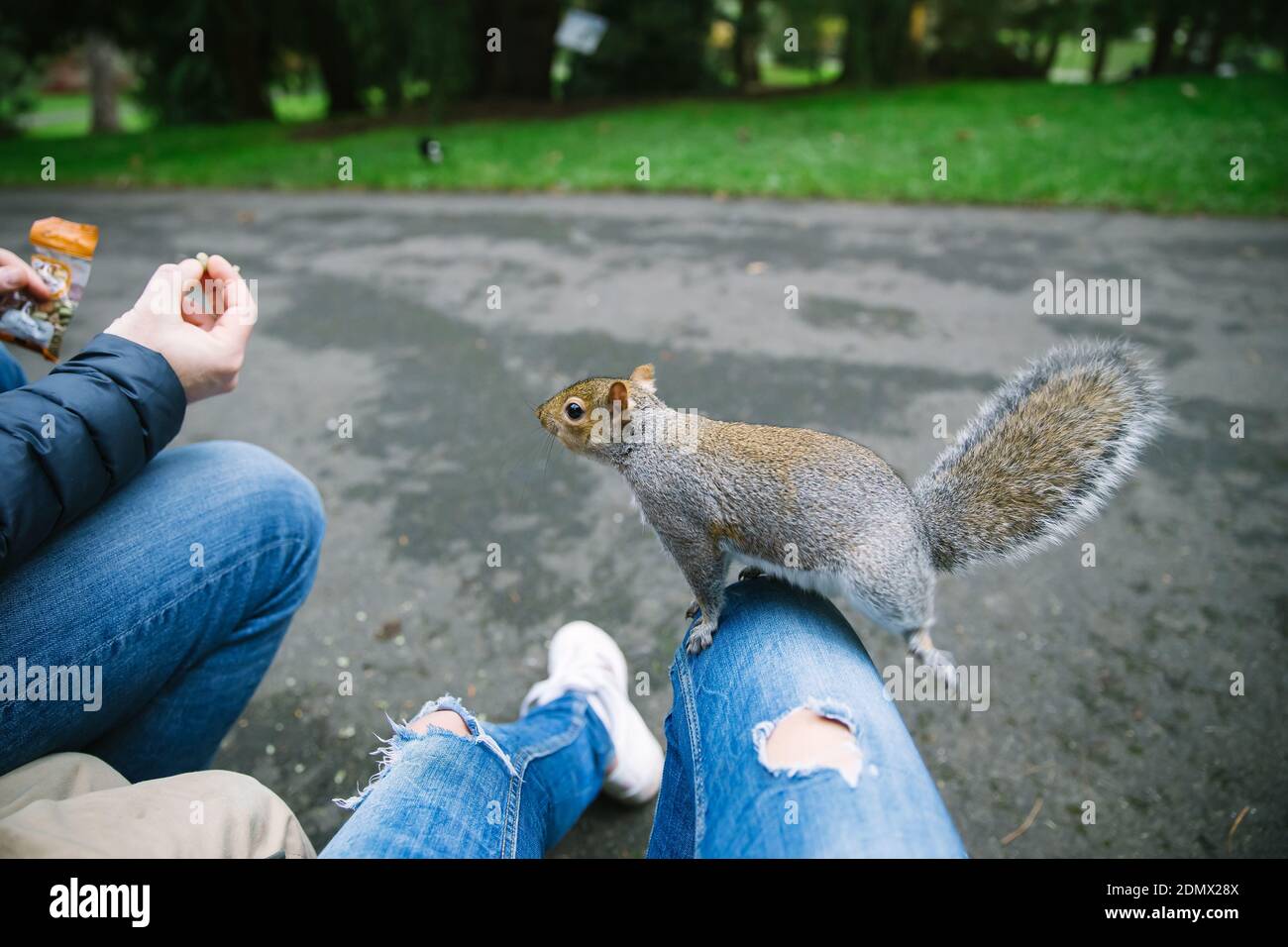 un écureuil aime l'interaction avec les gens et les enfants, mangeant des mains humaines. Assis sur le genou d'une fille prêt à sauter pour une friandise Banque D'Images