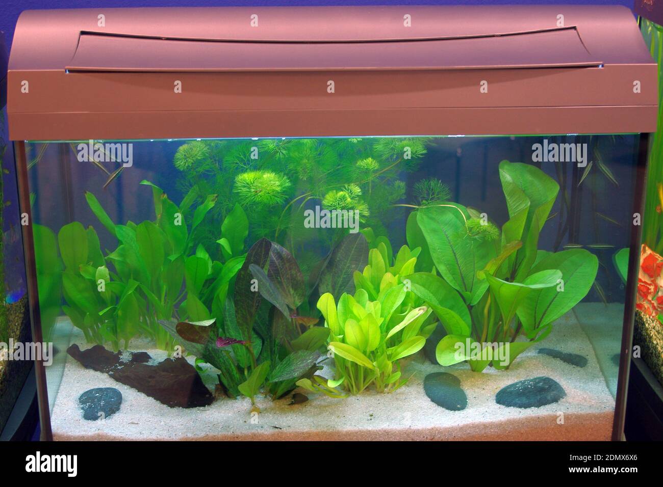 Aquarium tropical d'eau douce avec de nombreuses plantes aquatiques Banque D'Images
