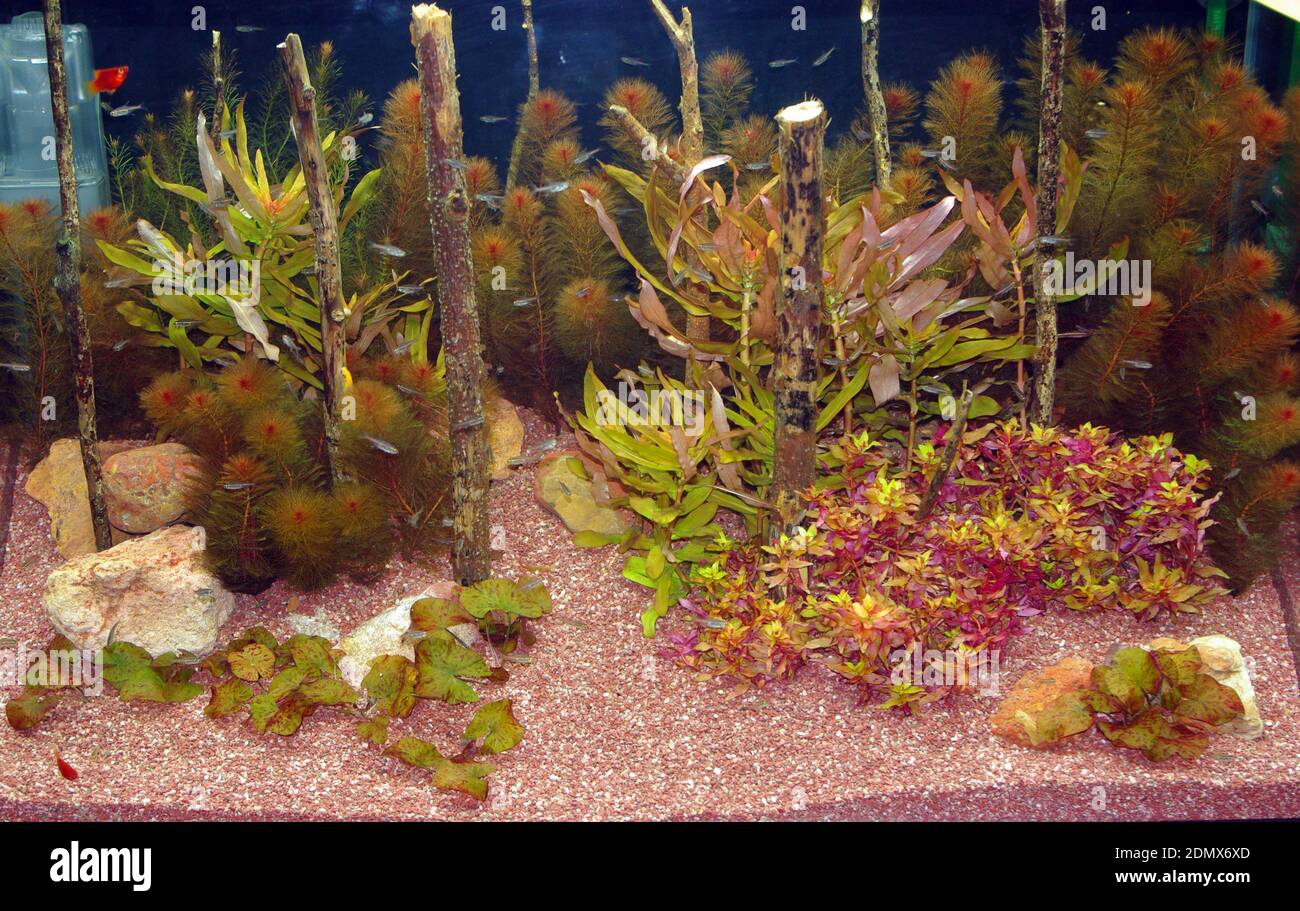 Aquarium tropical d'eau douce avec plantes rouges Banque D'Images