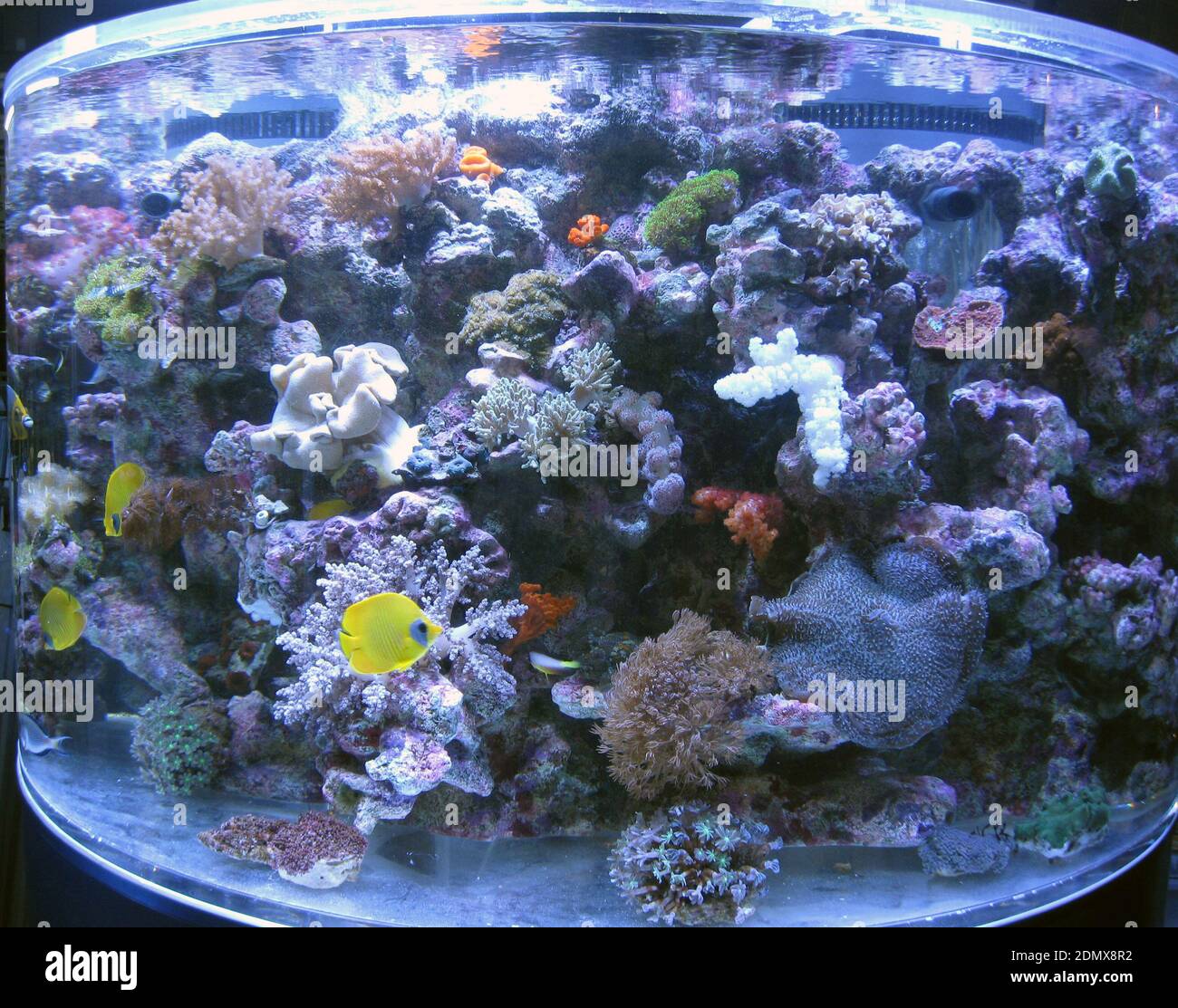 Aquarium marin tropical avec coraux pierreux et mous, invertébrés et poissons Banque D'Images