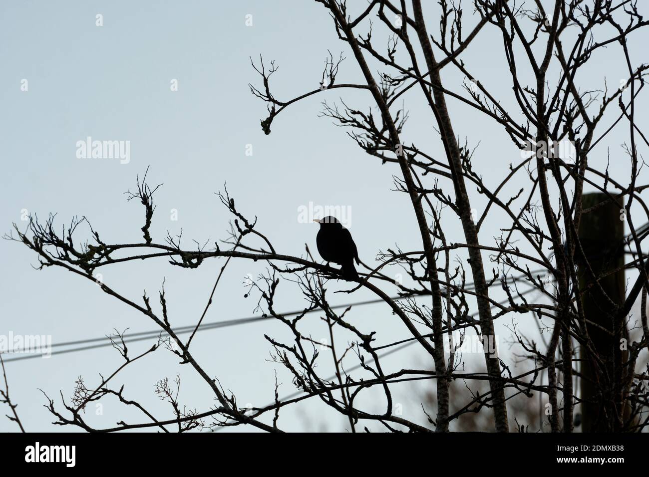 Un oiseau-noir (Turdus merula) silhoueted dans un arbre en hiver, Warwickshire, Royaume-Uni Banque D'Images