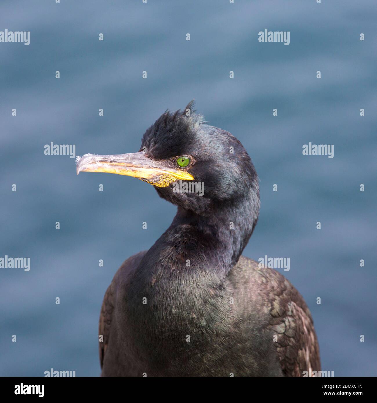 Îles Farne, Northumberland, Angleterre. Portrait d'un cerf européen, Phalacrocorax aristotelis. Banque D'Images