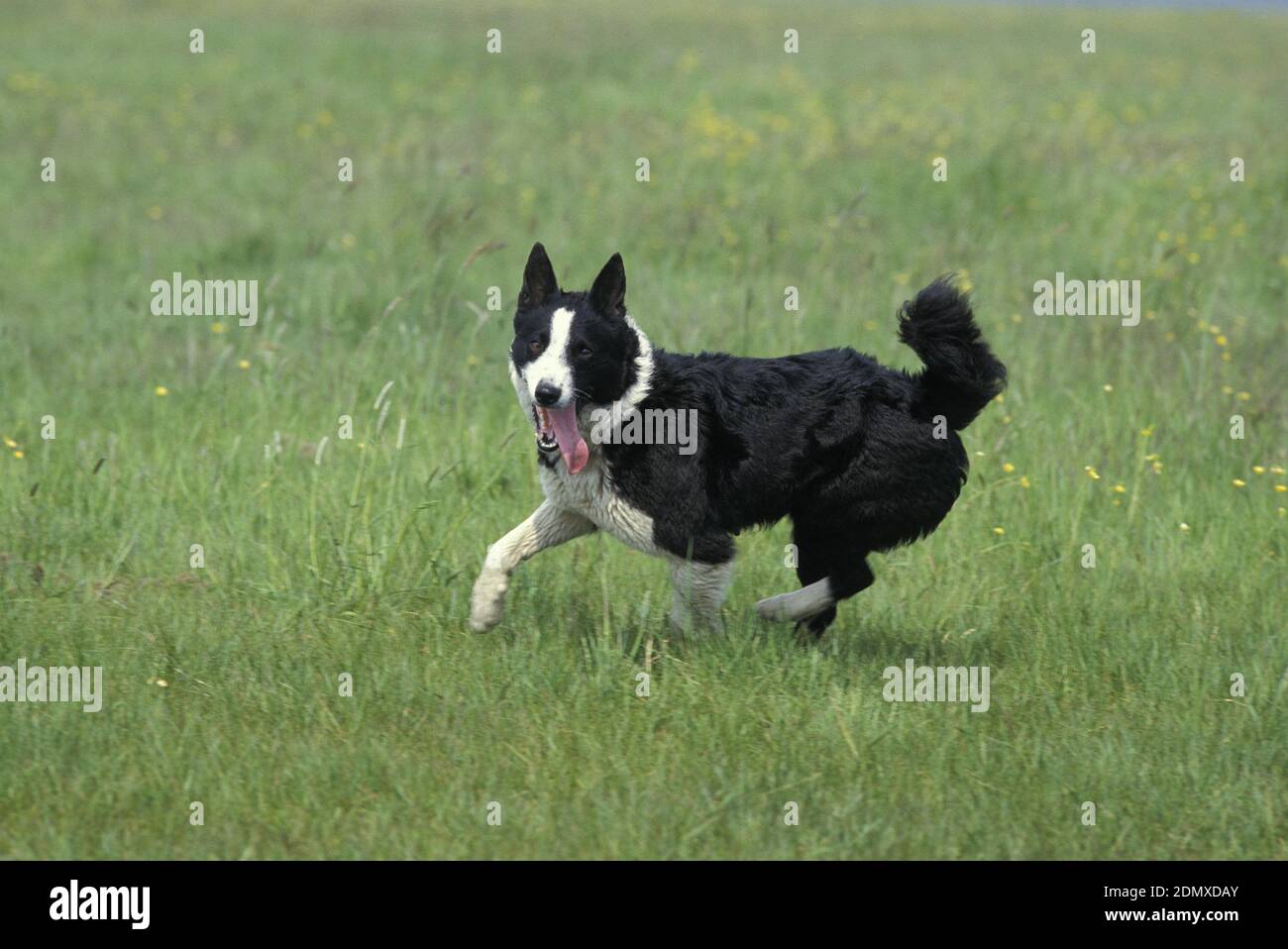 Chien d'ours de Carélie running on Grass Banque D'Images