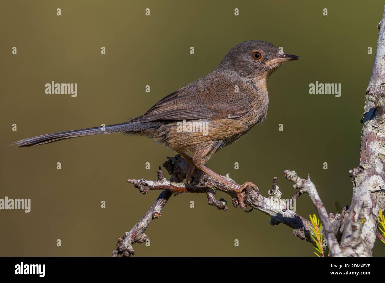 Provençaalse Vrouwtje Grasmus ; Femmes Dartford Warbler Banque D'Images