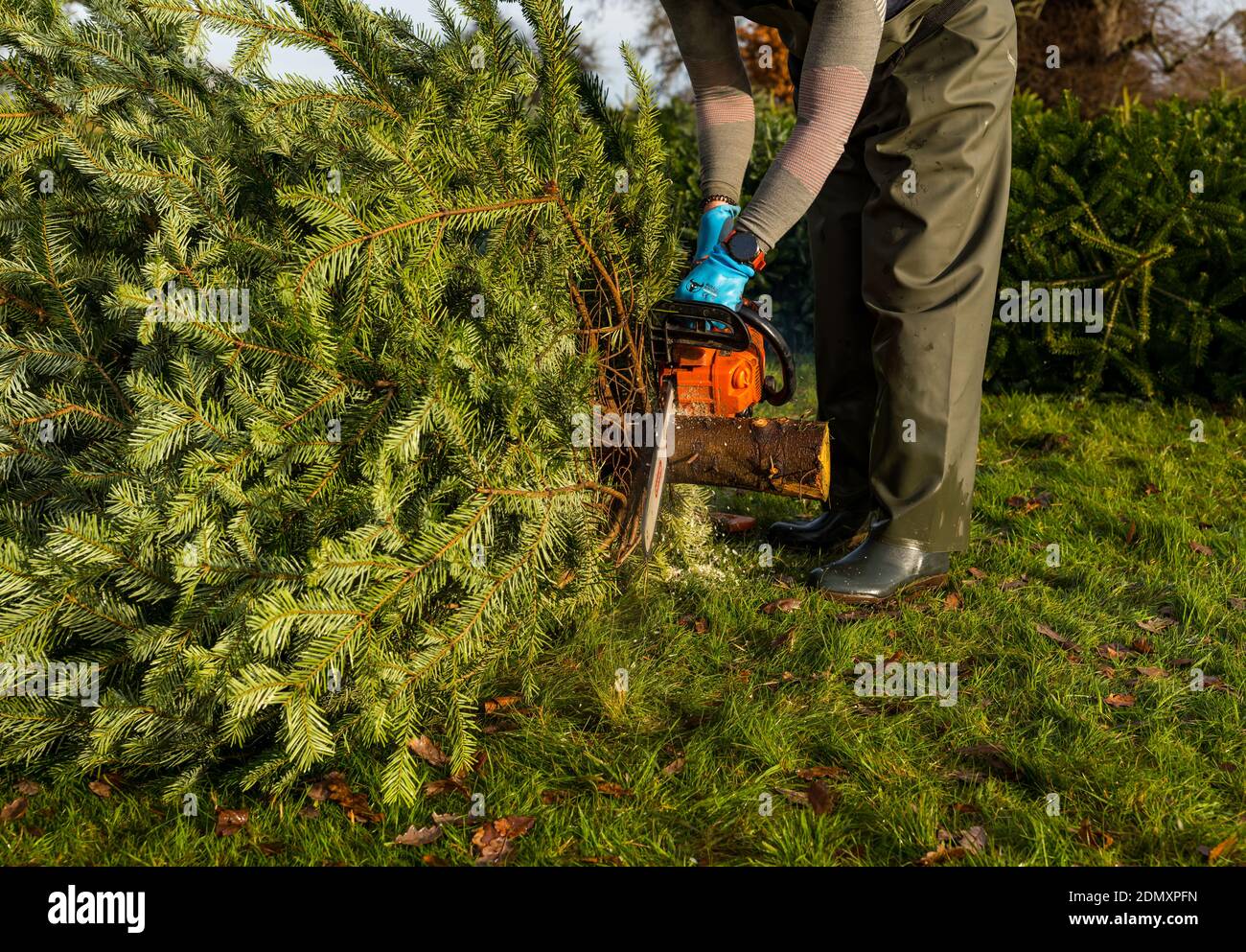 Couper un tronc d'arbre de Noël avec une tronçonneuse, Beanston Farm, East Lothian, écosse, Royaume-Uni Banque D'Images