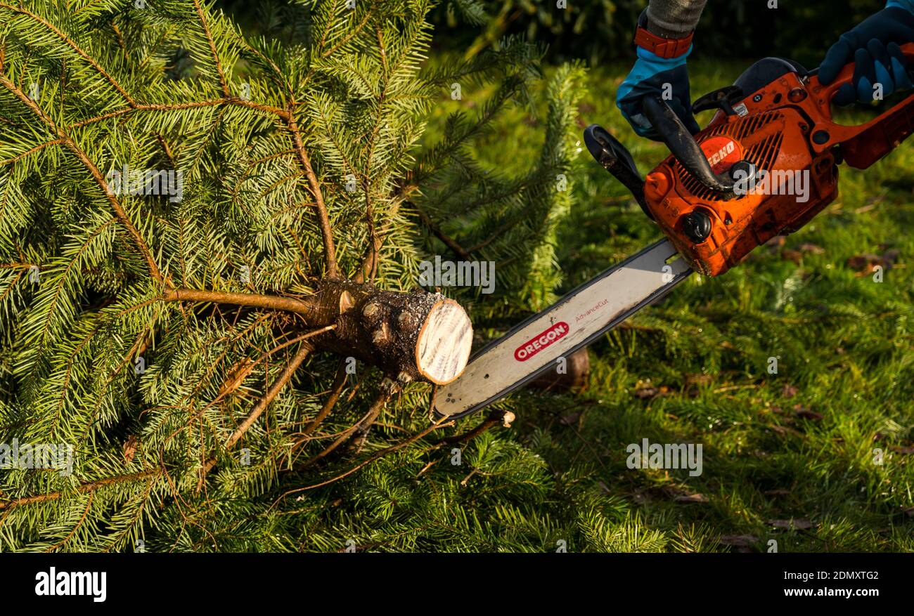 Couper un tronc d'arbre de Noël avec une tronçonneuse, Beanston Farm, East Lothian, écosse, Royaume-Uni Banque D'Images