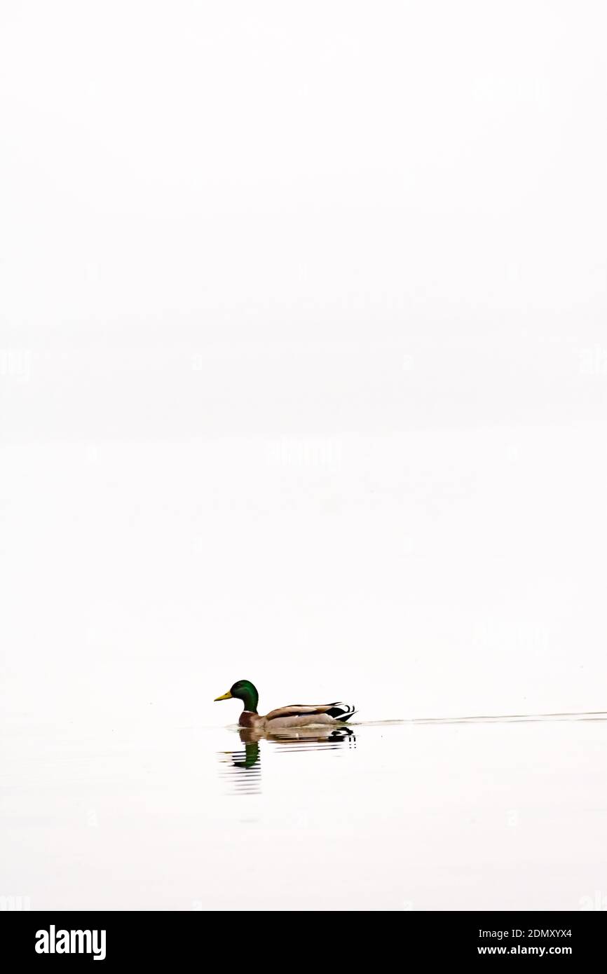 Un homme (drake) Canard colvert (Anas platyrhynchos) natation. Banque D'Images