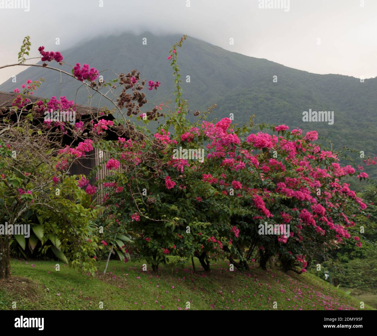 La Fortuna, Costa Rica - 4 avril 2017 : Bougainvilla cadre le volcan Arenal. Banque D'Images