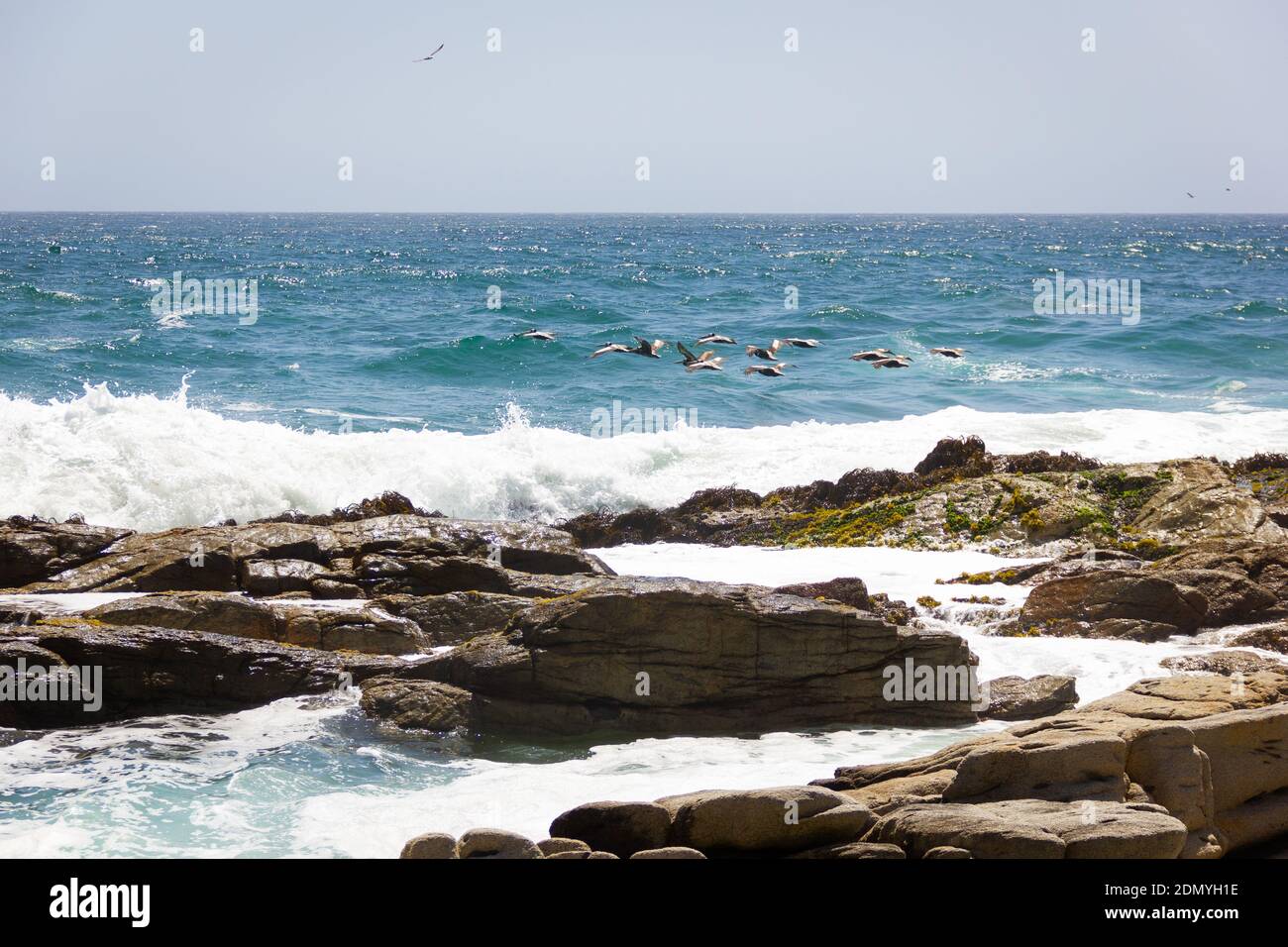 Escadron de pélicans blancs volant par la côte rocheuse le jour ensoleillé. Pode d'oiseaux lésinant bleu mer rugueuse. Faune naturelle, concepts de liberté Banque D'Images