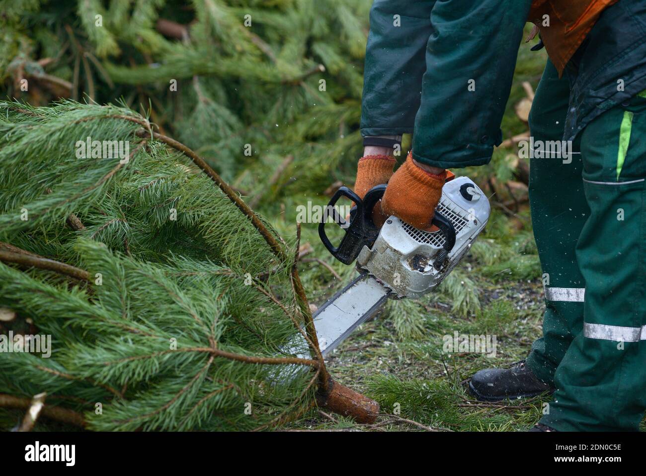 Les mains de bûcherons coupant des branches de pins, utilisé arbre de Noël, avec la tronçonneuse pour le recyclage. Point de collecte pour le recyclage des arbres de Noël usagés Banque D'Images