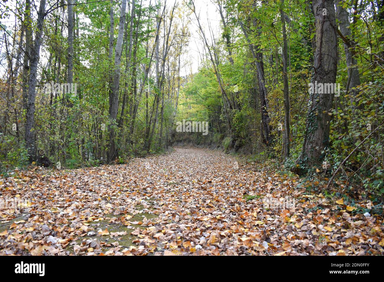 Paysage de montagne en forêt et route rurale couverte de feuilles sèches. Banque D'Images