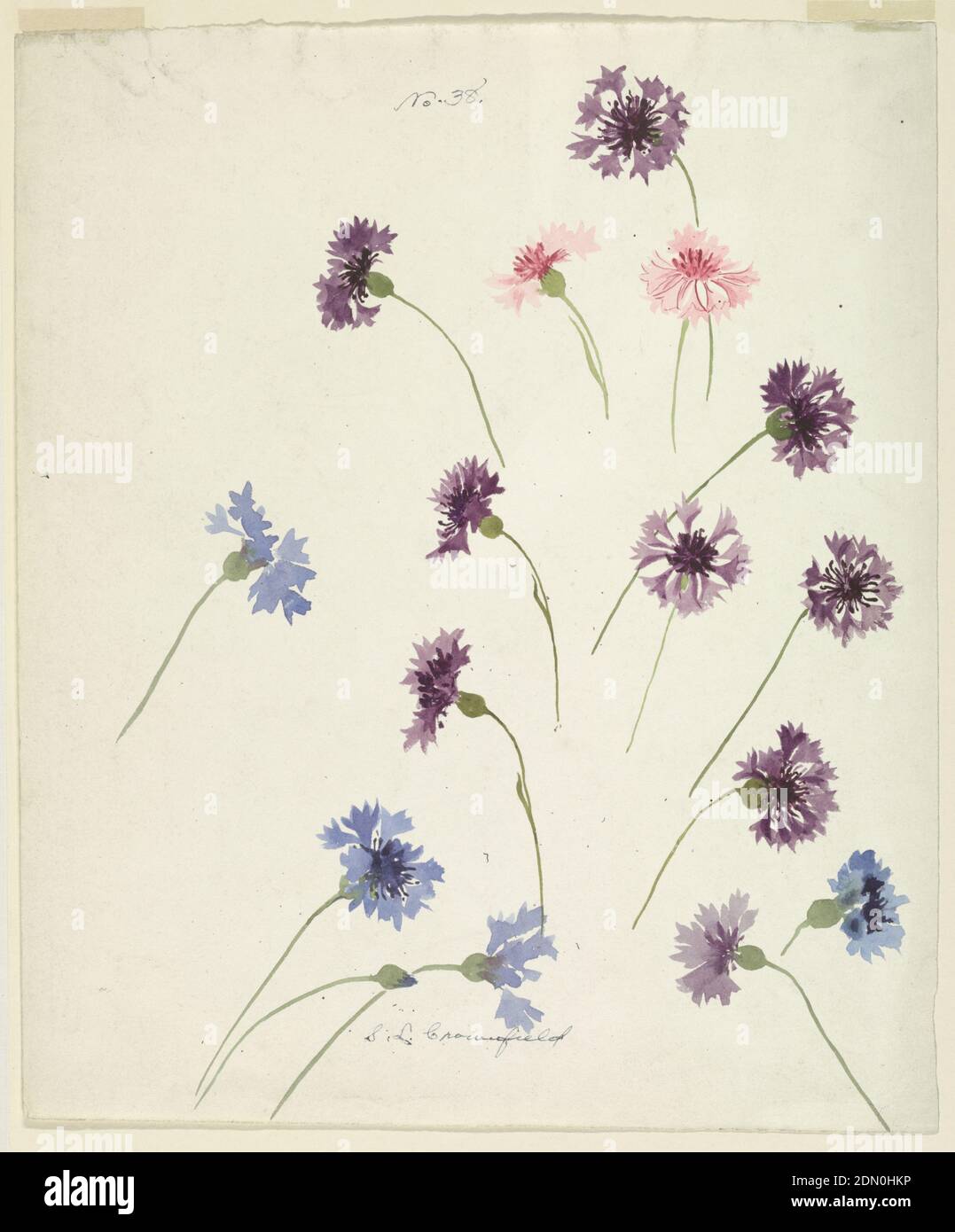 Etude des cornflowers, Sophia L. Crownfield, (américaine, 1862–1929), Brush and aquarelle sur papier blanc, feuille verticale représentant les cornflowers bleu, violet et rose, États-Unis, fin du XIXe siècle, études de la nature, dessin Banque D'Images