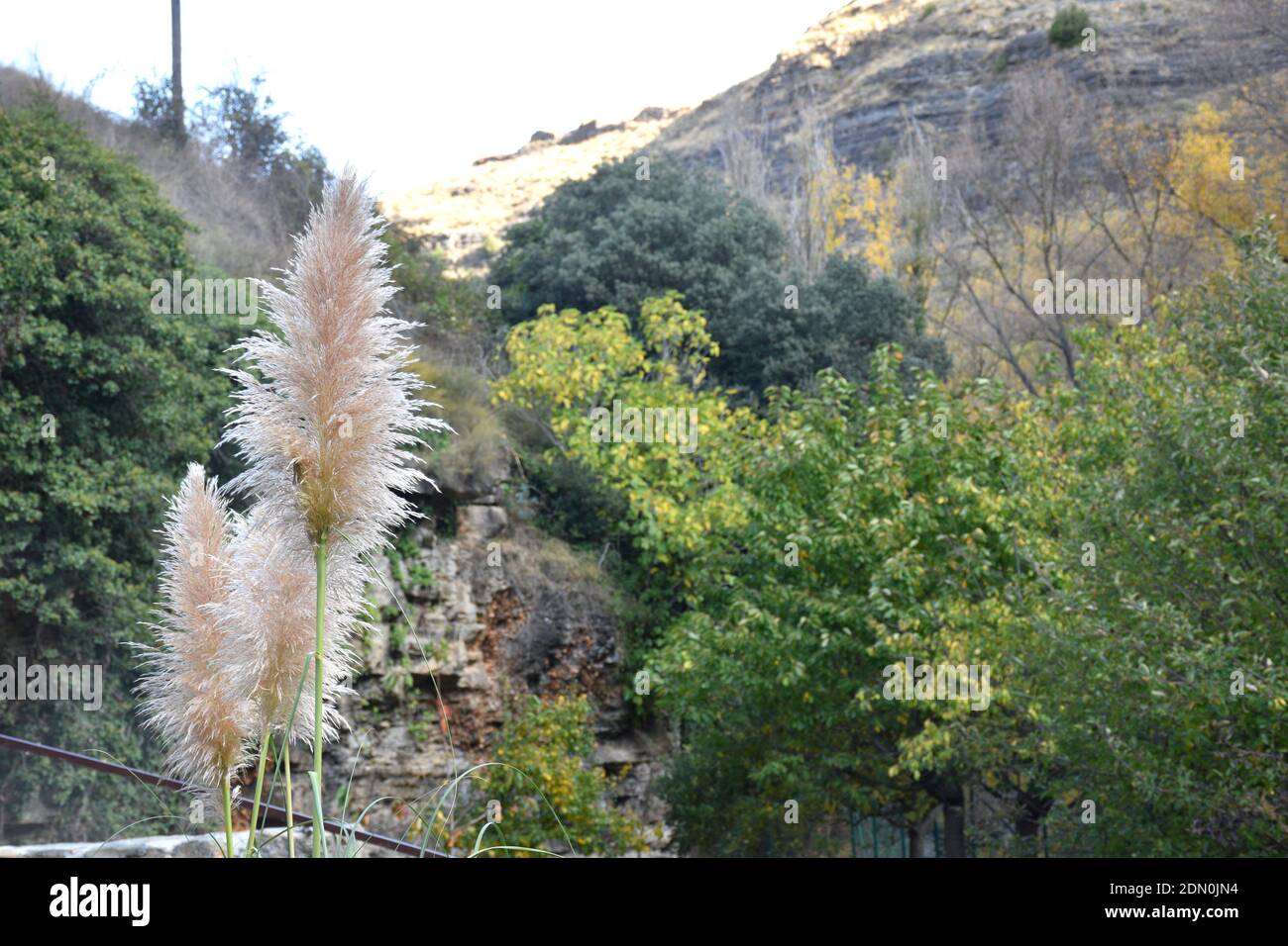Fleurs d'herbe de Pampas (Cortaderia Selloana) sur la gauche. Plante invasive en Europe. Banque D'Images