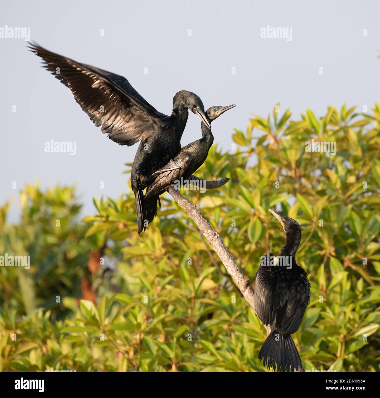 Accouplement Cormorant sur fond vert naturel. Oiseaux du Sri Lanka Banque D'Images