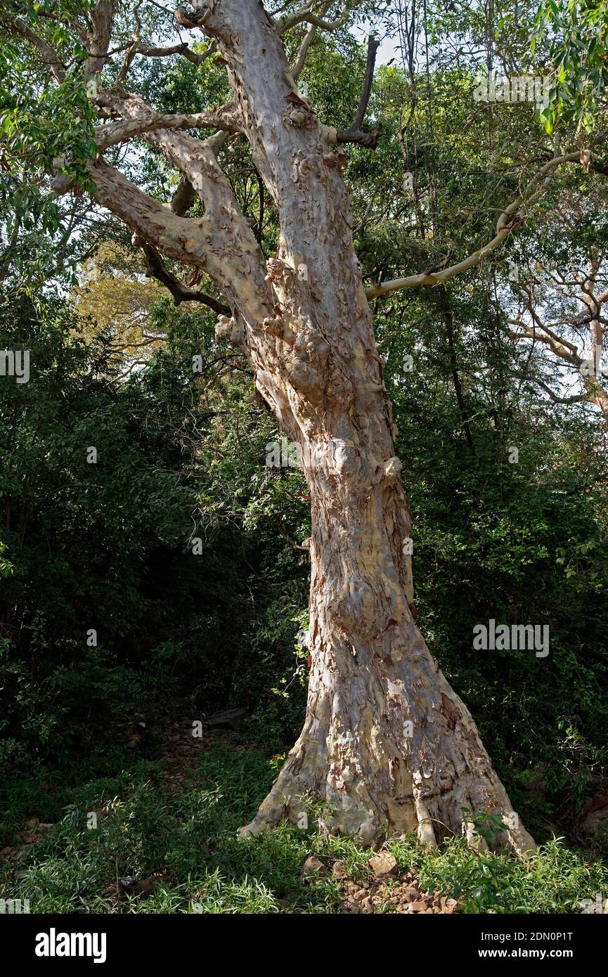 23 Mar 2015 branches d'arbre vert de Gaint vue de fond de grands arbres vieux dans la forêt à feuilles persistantes, comme fond naturel.Kota Rajasthan Inde Banque D'Images