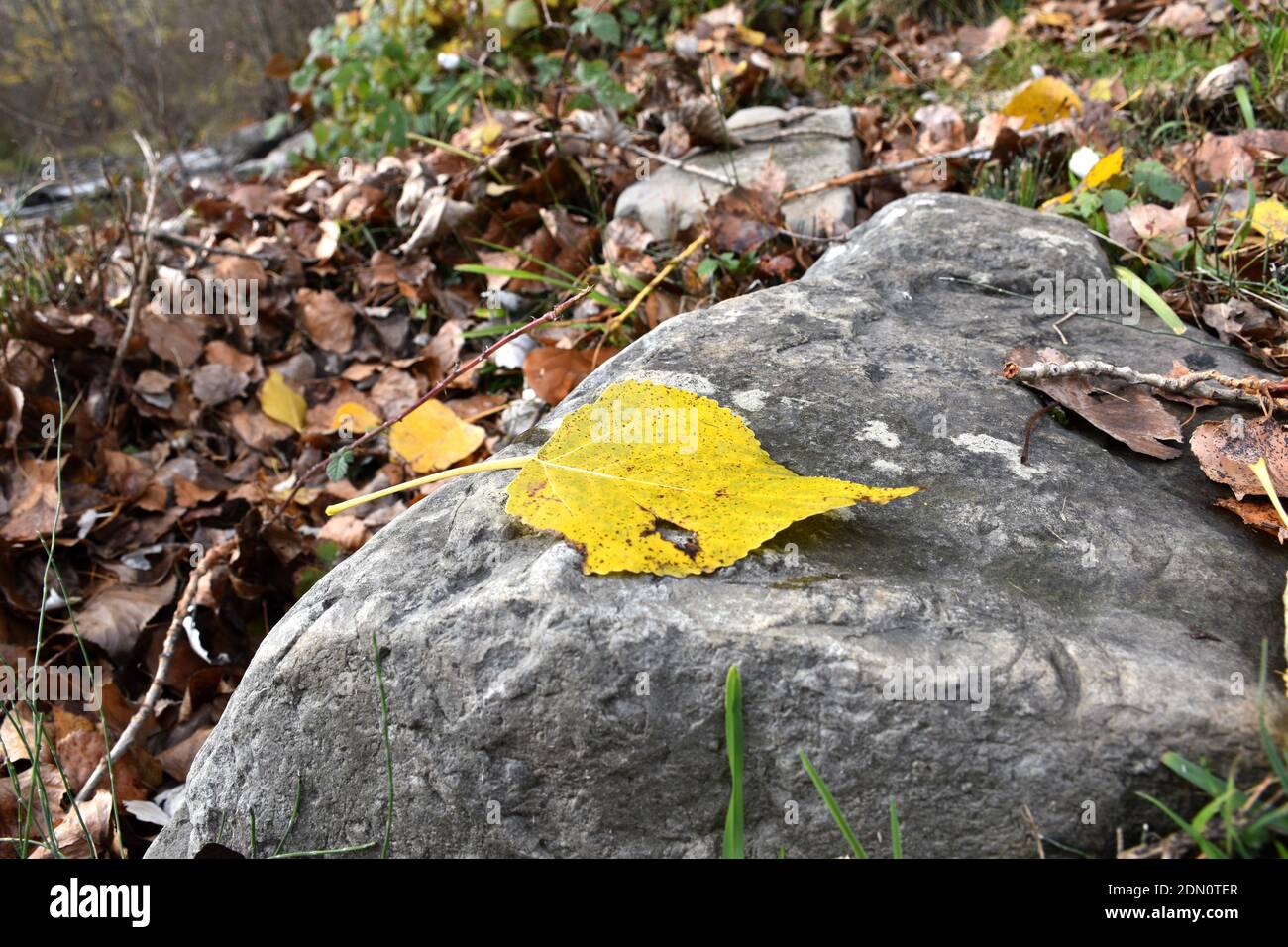 Feuille jaune sur roche. Automne. Munilla, la Rioja. Banque D'Images