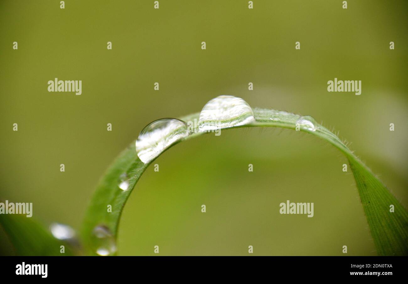 Gouttes de pluie sur la lame d'herbe. Munilla, la Rioja. Banque D'Images