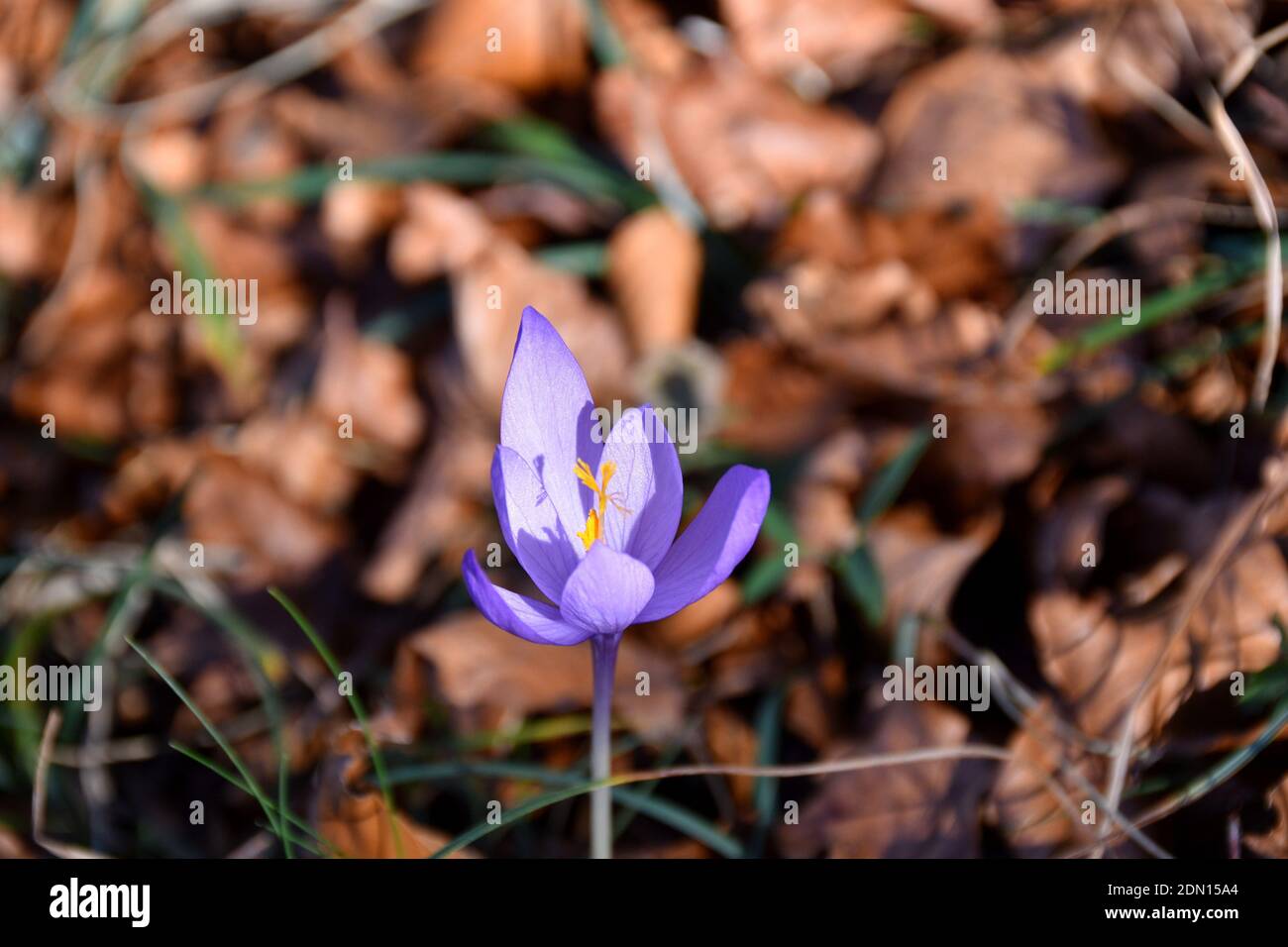 Crocus sauvage (Crocus nudiflorus) en hêtre. Munilla, la Rioja. Banque D'Images