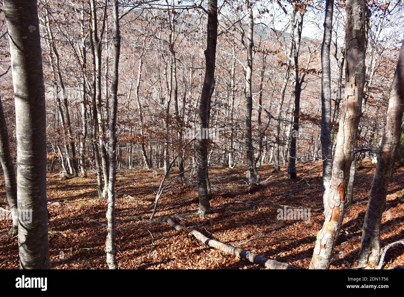 Hêtre en automne, recouvert de feuilles sèches sur le sol. Banque D'Images