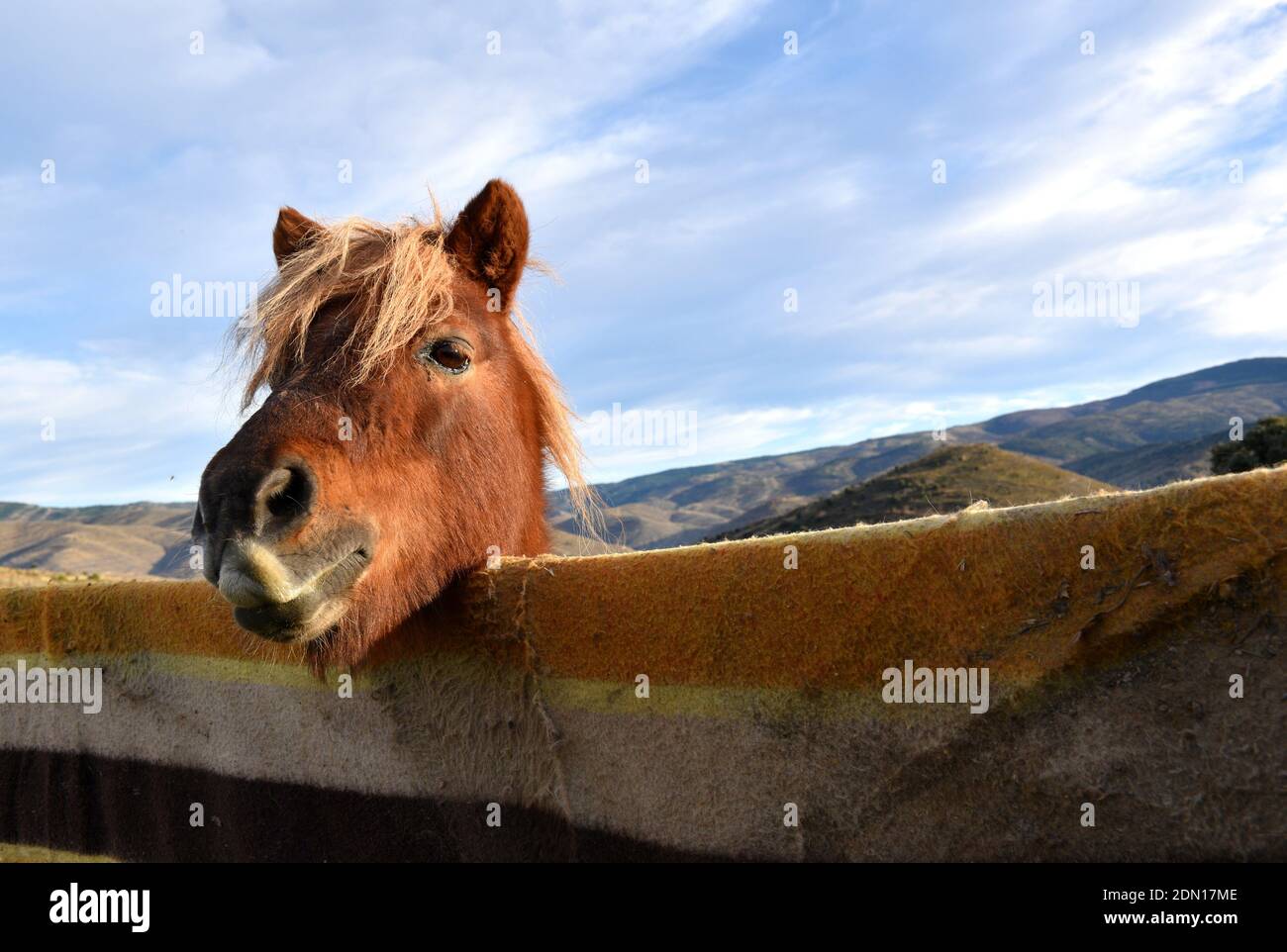 Tête de poney sur la clôture recouverte d'une couverture. Paysage de montagne. Banque D'Images