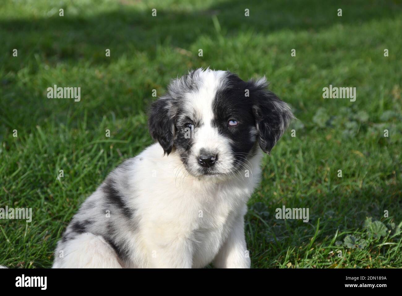 Border Collie chien chiot avec des yeux de différentes couleurs (hétérochromie). Banque D'Images