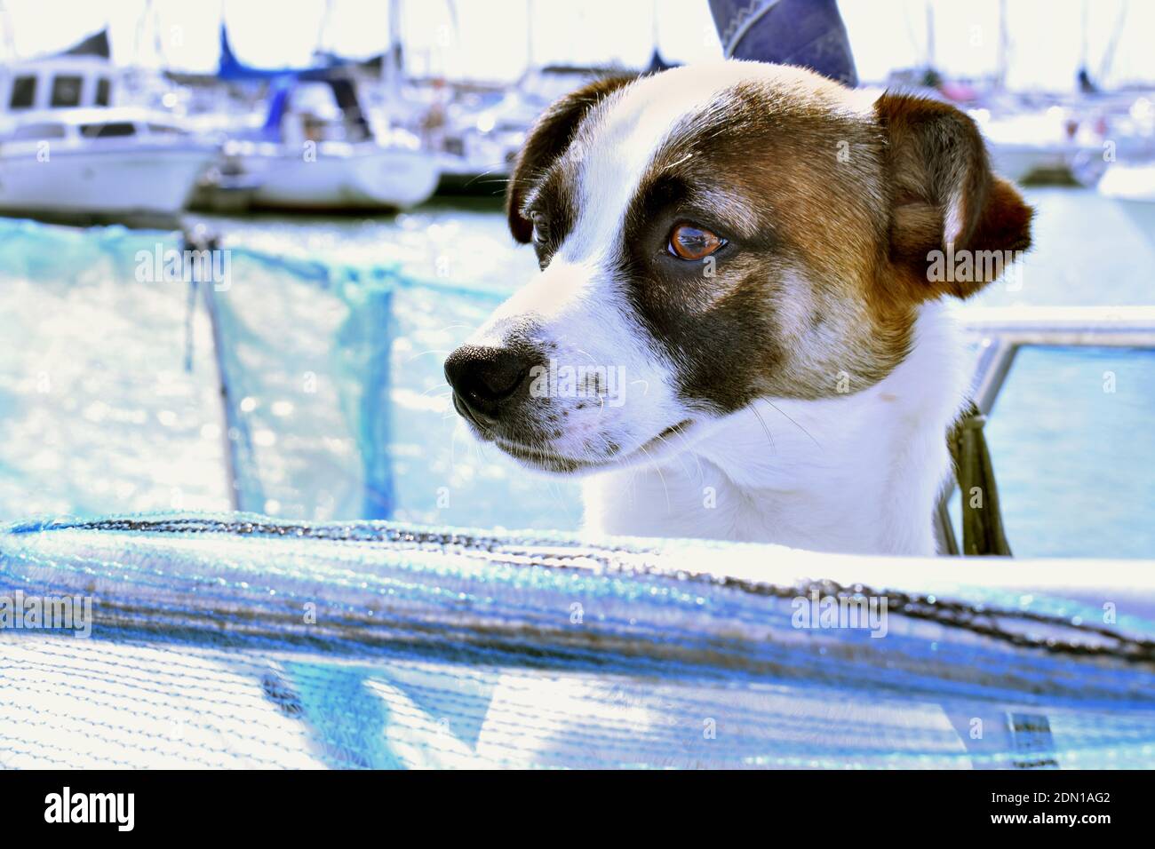 Jack Russell chien observant les environs d'un bateau dans la marina, Brighton, Sussex, Angleterre, Royaume-Uni Banque D'Images