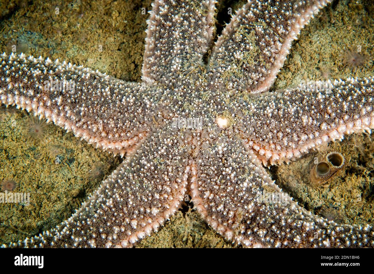 Étoile de mer polaire sous l'eau dans l'estuaire du Saint-Laurent Banque D'Images