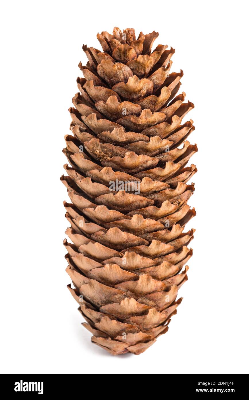 Cône de pin isolé sur fond blanc Banque D'Images