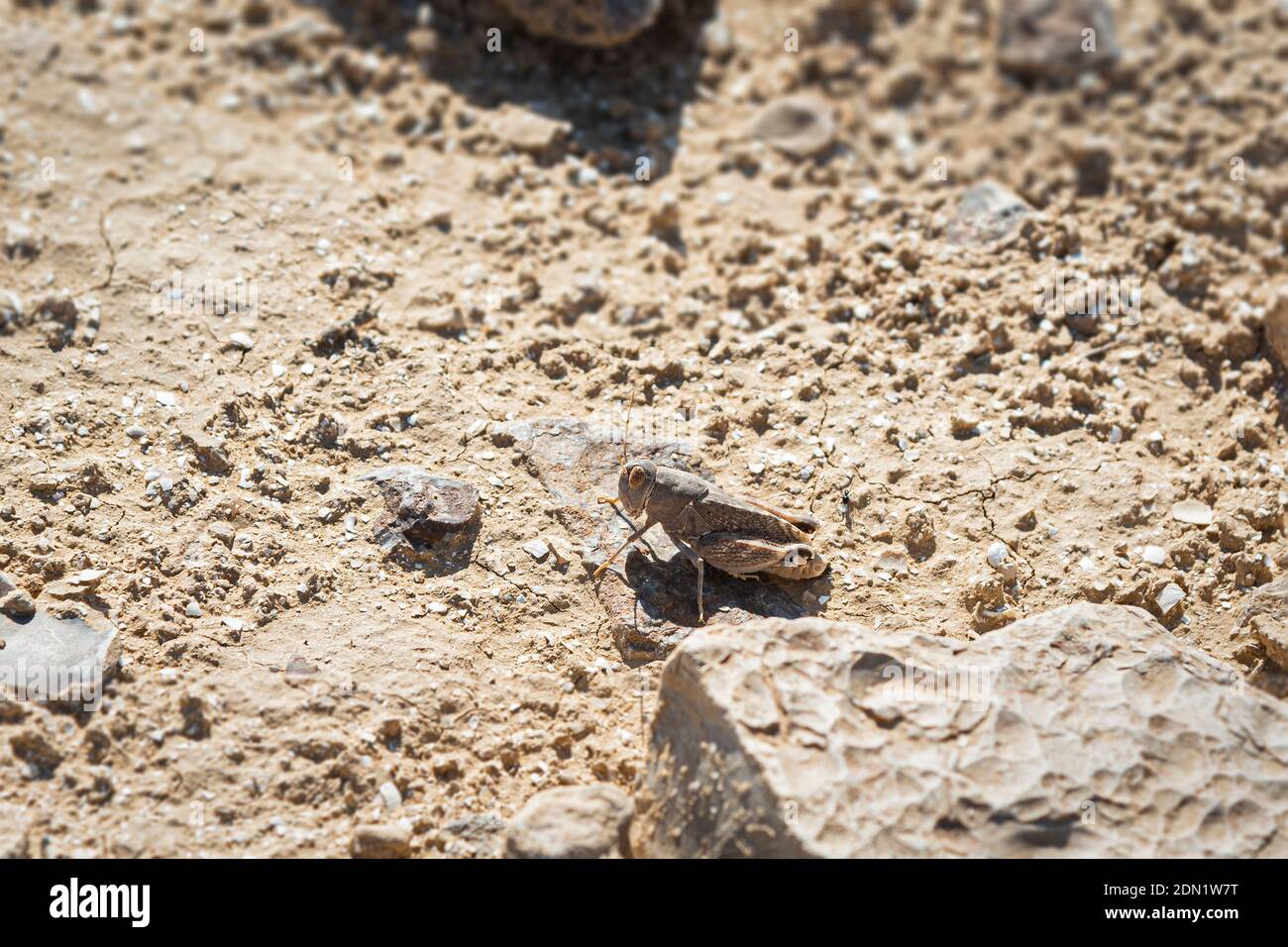 un acridium égyptien anacridium aegyptium dans le cinquième stade instar de développement sur une colline sablonneuse dans le sud judaean désert près d'arad en israël Banque D'Images