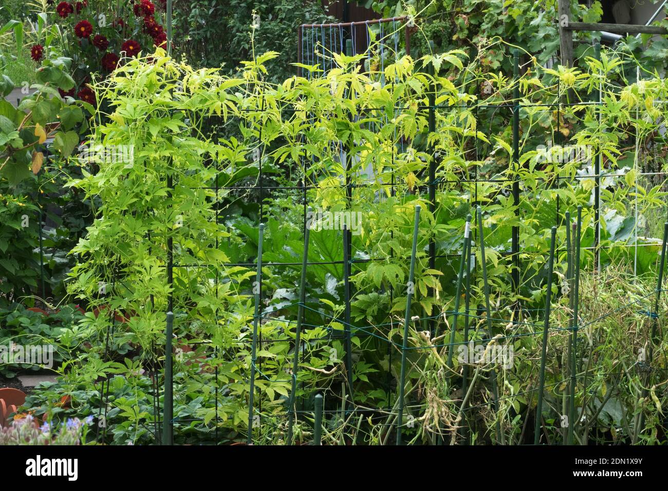 Supports pour les plantes dans le petit jardin potager Creeper poussant sur des bâtons plantes soutenues allotissement jardin Banque D'Images