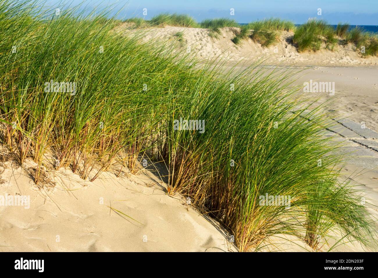 Dunes Allemagne Dune Grass, Ammophila arenaria mer Baltique côte Banque D'Images