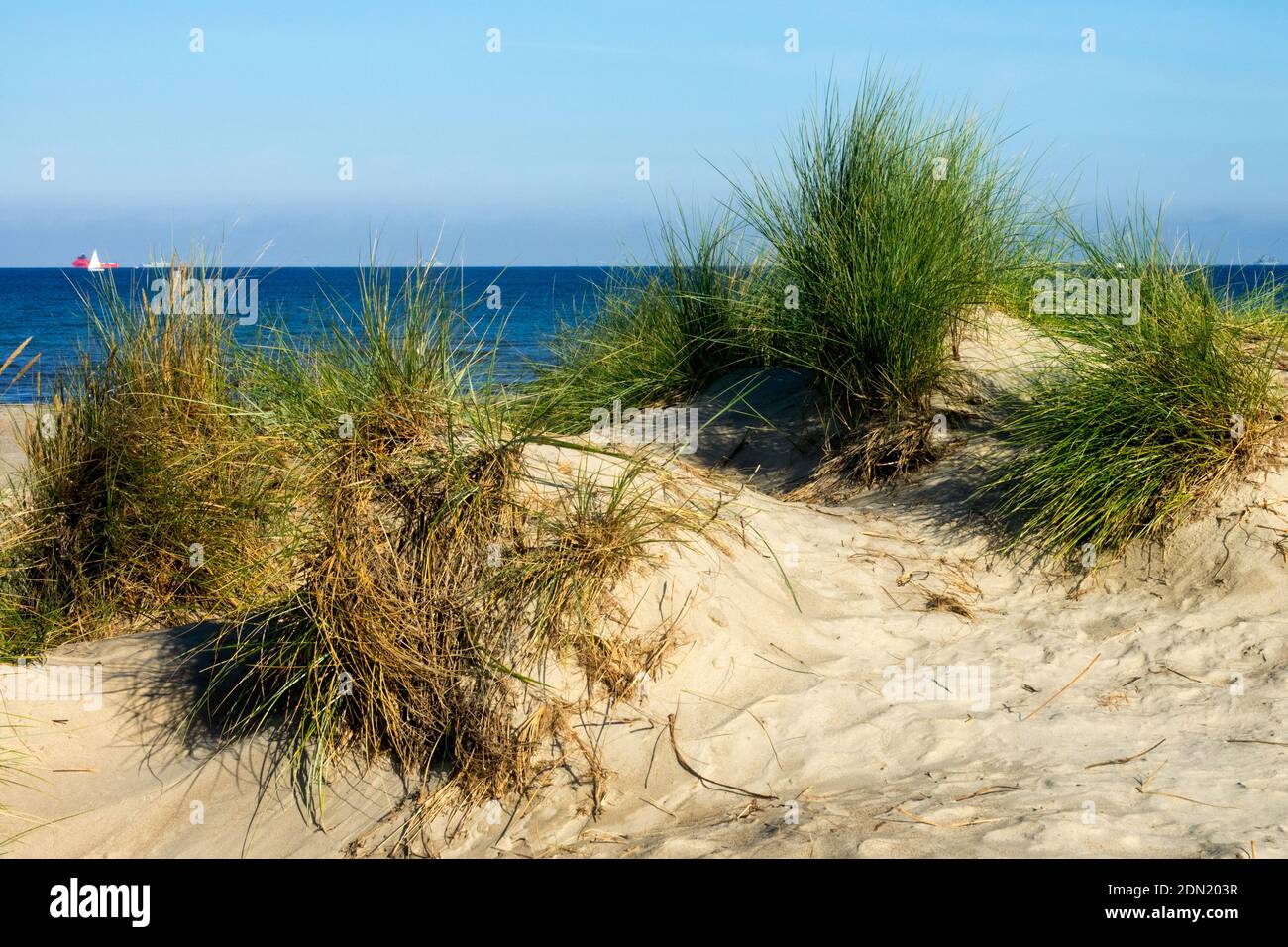 Dunes Allemagne Dune herbe, côte de mer Baltique Banque D'Images