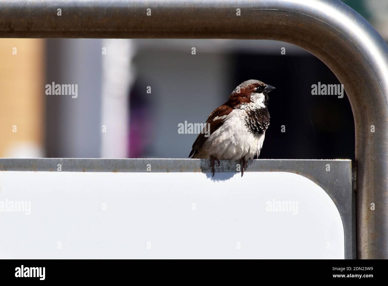 Petit oiseau moineau mâle perché sur panneau métallique en ville Banque D'Images