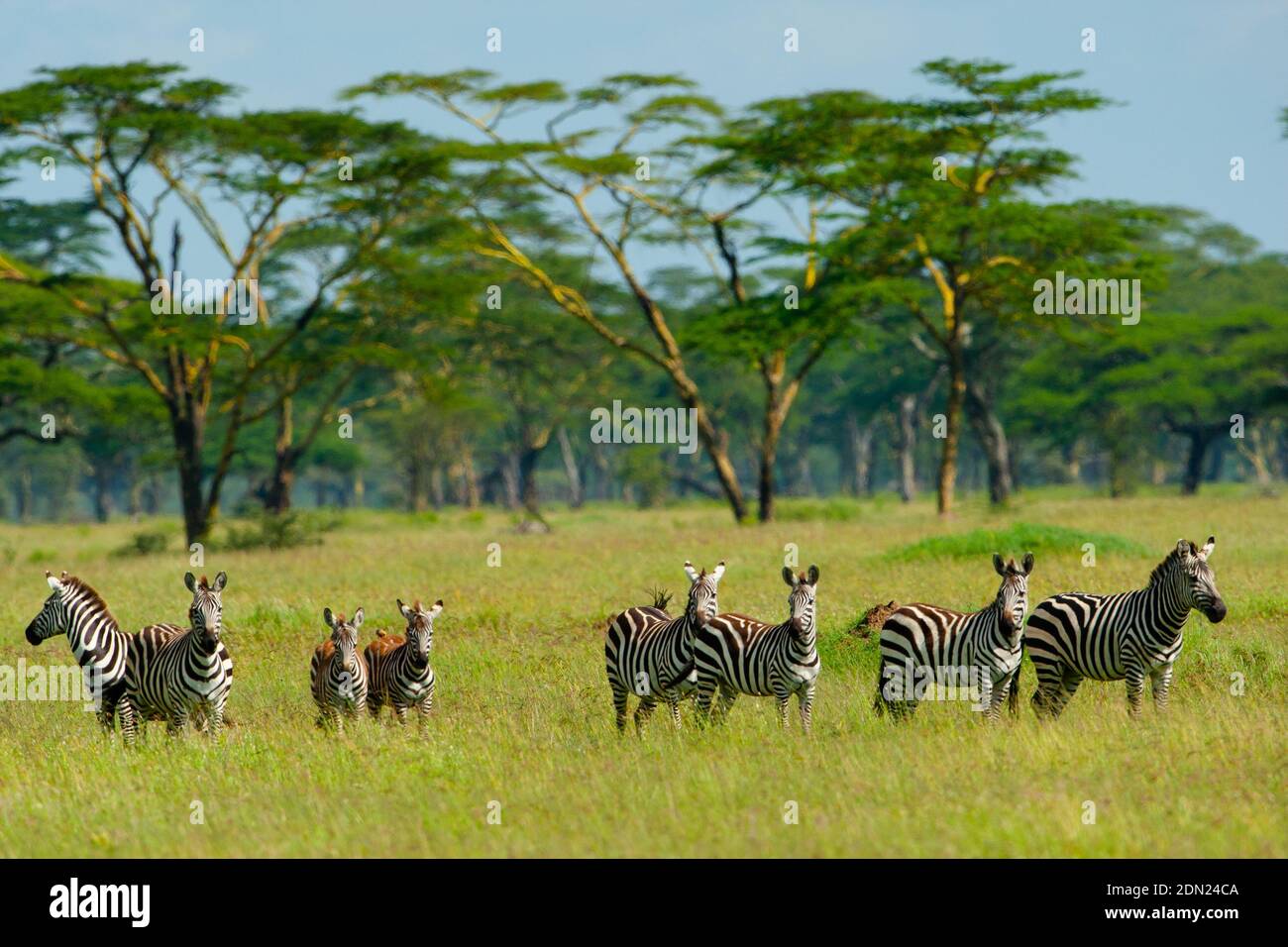 Troupeau de zébrures de plaines en marche, en idant la Grande migration dedans La réserve de jeux Masai Mara au Kenya Banque D'Images