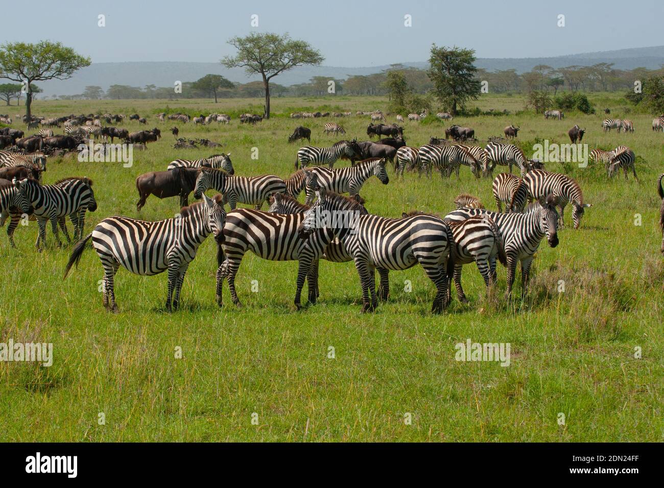 Troupeau de zébrures de plaines en marche, en idant la Grande migration dedans La réserve de jeux Masai Mara au Kenya Banque D'Images