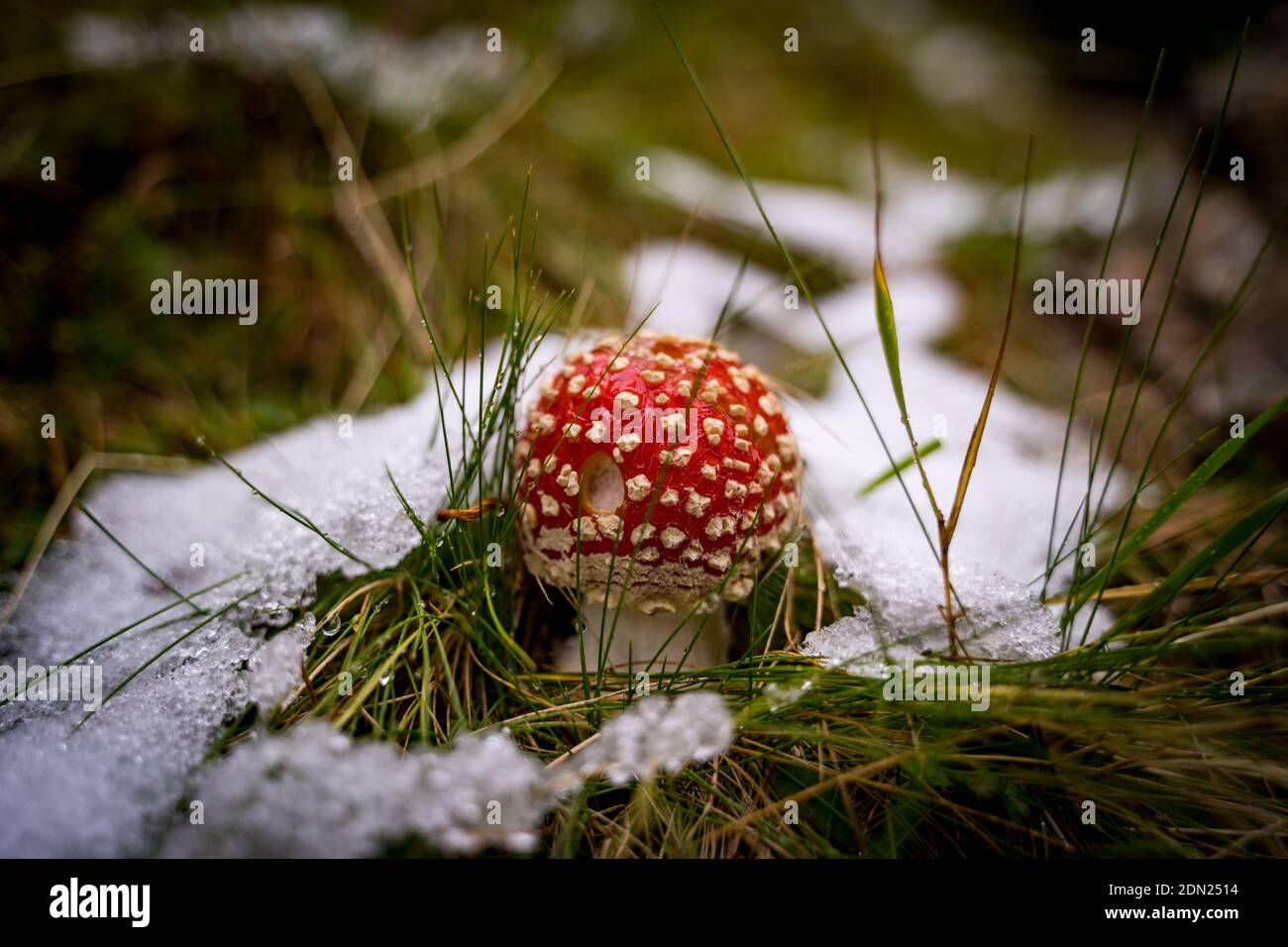 voler agaric dans la neige en forêt Banque D'Images