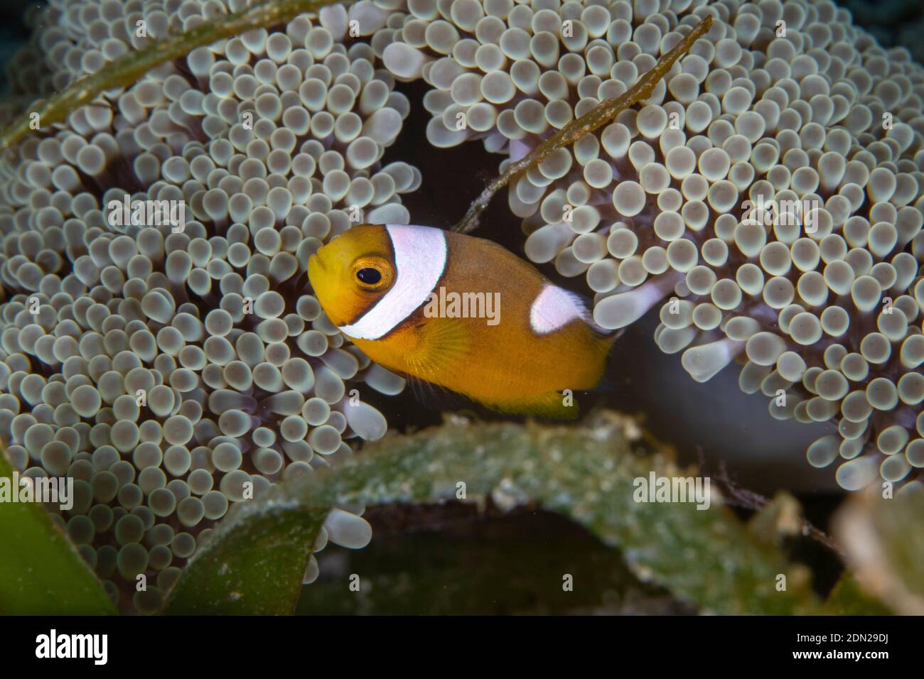 Clown Fish Baby Banque D Image Et Photos Alamy